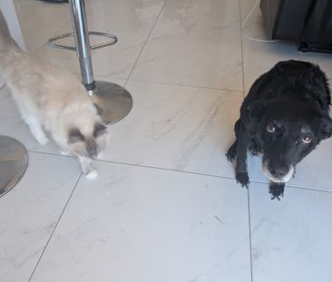 Woongarrah - Photo 2