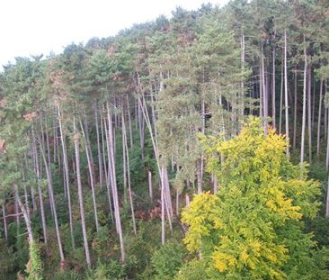 Location Appartement 2 pièces 43m² LE CREUSOT 71200 - Photo 5