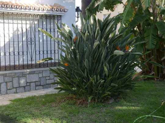 Casa o chalet de alquiler en Calle Don Diego de Miranda, 6, El Palo - Photo 1