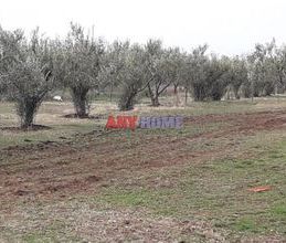 Μονοκατοικία για ενοικίαση - Βασιλικά, - Photo 6