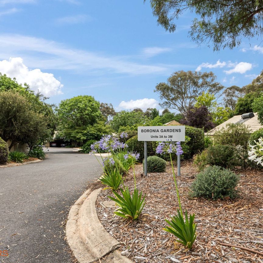 3M Tristania Street, Rivett ACT 2611 - Townhouse For Rent | Domain - Photo 1
