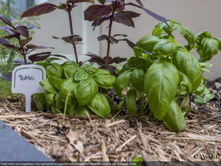 101/53 Wyandra Street, Teneriffe QLD 4005 - Apartment For Rent | Domain - Photo 2