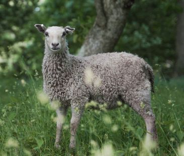 Högklint Högklintsvägen, Visby - Foto 3