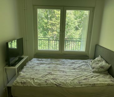 Gaffelseglet, Vega - Photo 6