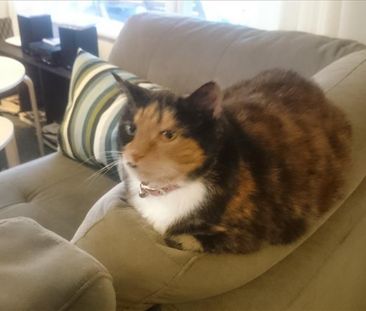 Hurlstone Park - Photo 4