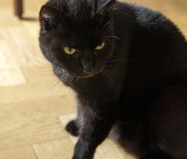 Möllevångsgatan 34 - Foto 2