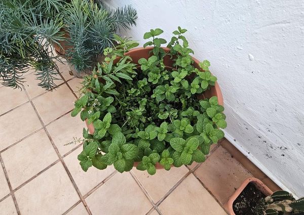 Sonnenland, Canary Islands 35100