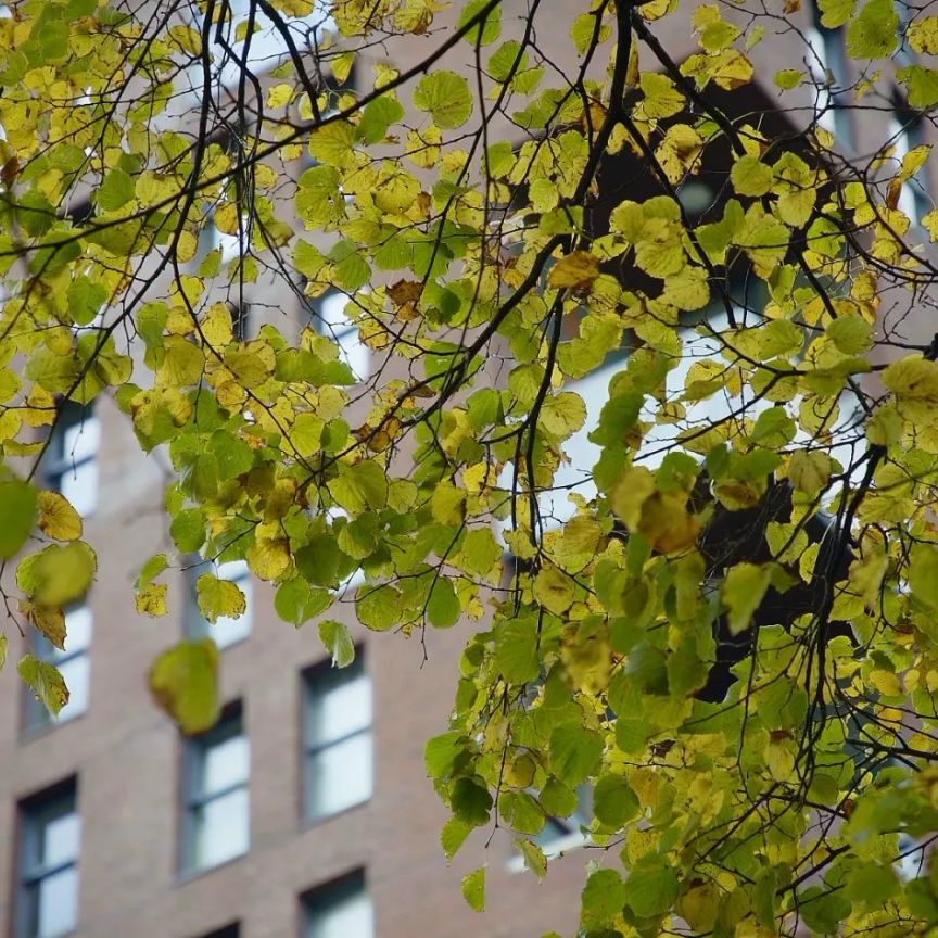 Carolina van Nassaustraat 301 - Foto 1