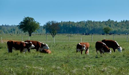 4 værelses lejlighed - Foto 5