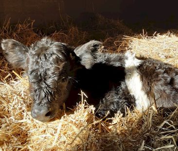 Beltie Byre, Low Kirkbride Farm, Auldgirth, DG2 0SP, Dumfries - Photo 4