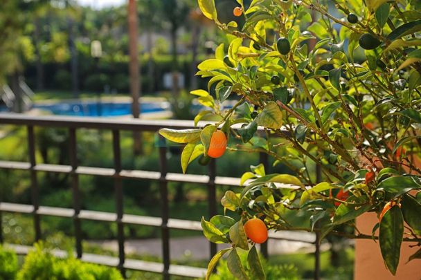 Apartment for rent in Marbella - Puerto Banus - Photo 1