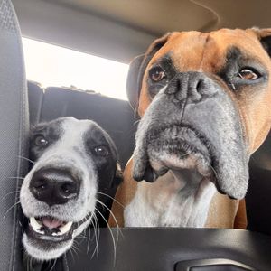 3 ½ à Louer, Animaux Acceptés! - Photo 2