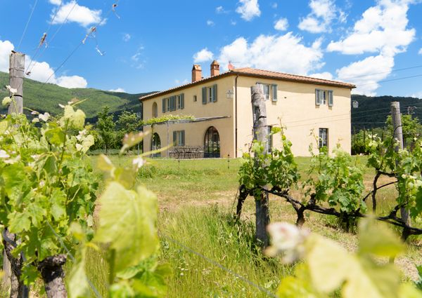 Villa Casetta encircled by Merlot vineyards