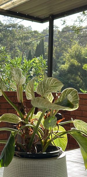 Oxford Falls - Photo 1