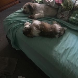 Burleigh Heads - Photo 2