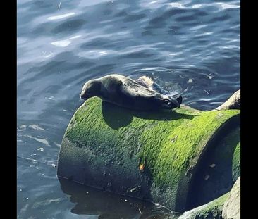 2 Bed Flat, Napier Drive, G51 - Photo 2