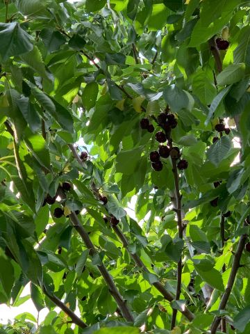 For Lease - 152 Rothbury Road, Richmond Hill, Ontario - Photo 5