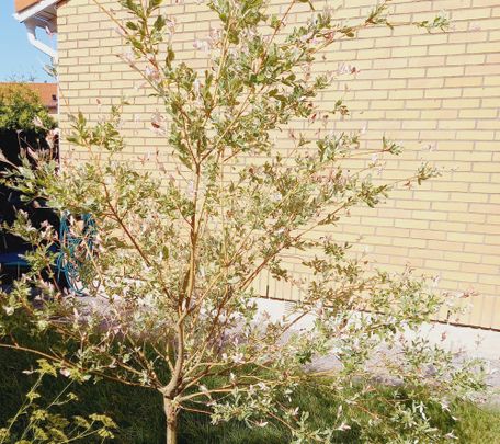 Torparegatan 2 - Foto 1