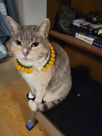 Glen Huntly - Photo 2