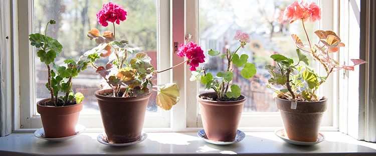 Kinnekullegatan, Skara - Foto 1