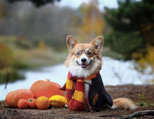 SUCHE WOHNUNG in Branitz, Kahren, Merzdorf, Dissenchen, CB Umland - Foto 1