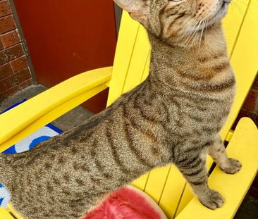 Brunswick East - Photo 4