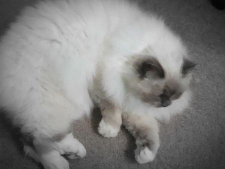 Holland Park West - Photo 2