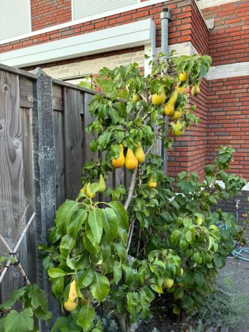 Waterhoen 5 - Foto 4