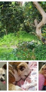 Crafers West - Photo 4