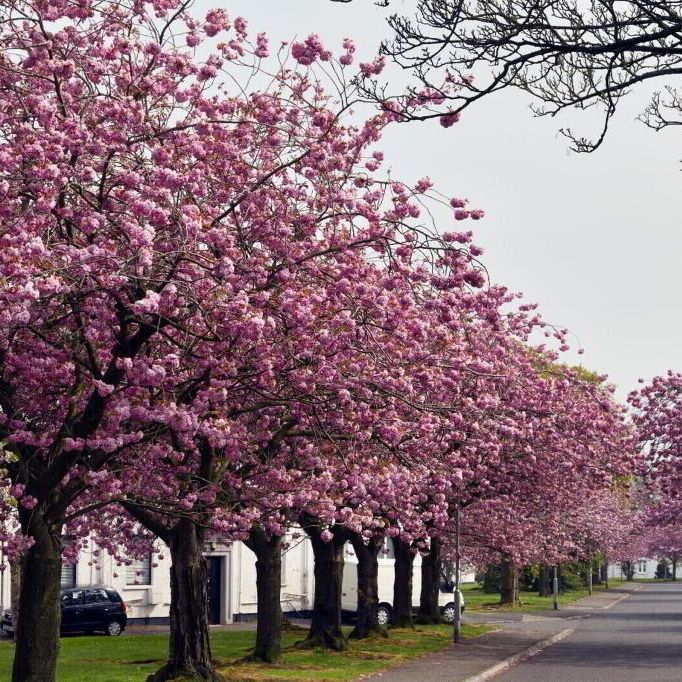 428 Merville Garden Village, Newtownabbey, BT37 9TX - Photo 1