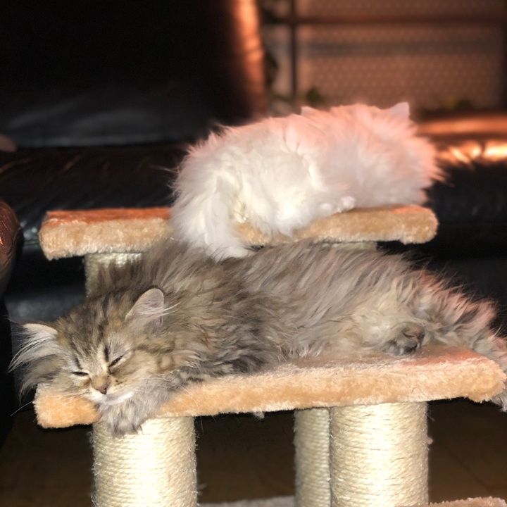 Room in a Shared House, Putney, SW15 - Photo 1