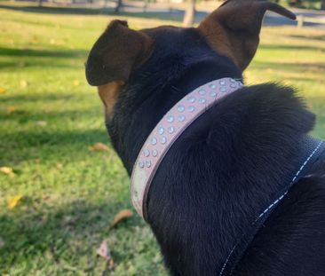 Mirrabooka - Photo 2