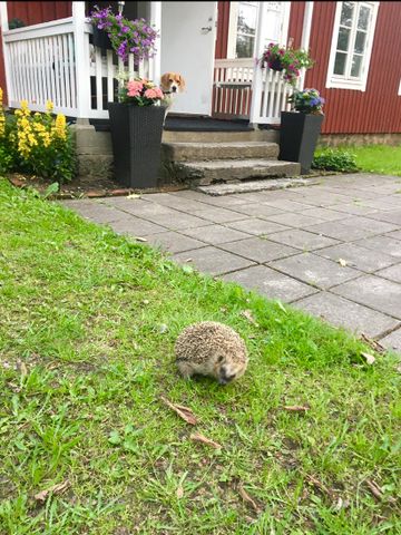 Gamla Bruksgatan, Björneborg - Photo 3