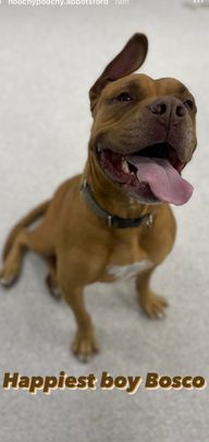 Collingwood - Photo 1