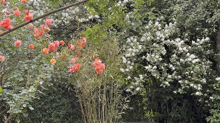 3½ Zimmer-Wohnung in Thun (BE), möbliert, auf Zeit - Foto 3