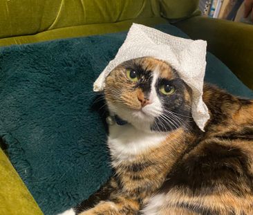 Forest Lodge - Photo 2