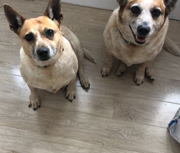 Baulkham Hills - Photo 6