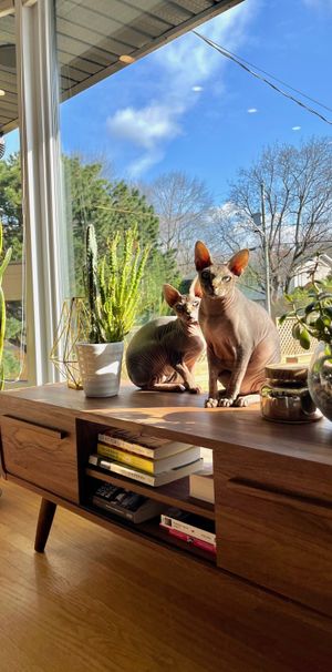 4 ½ à Louer, Animaux Acceptés! - Photo 1