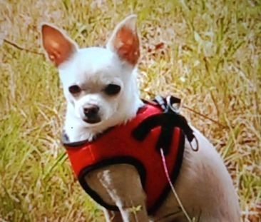 Suche Wohnung mit Wohnberechtigungsschein - Photo 1