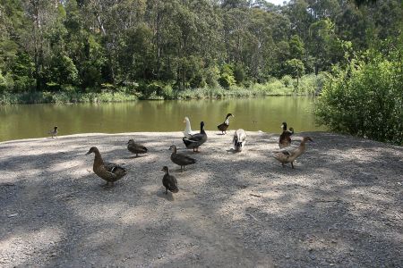 47 Arbor Avenue, Belgrave VIC 3160 - House For Rent | Domain - Photo 2