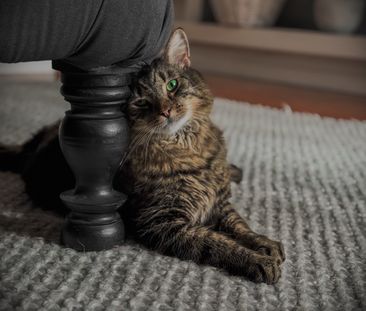 Box Hill North - Photo 5