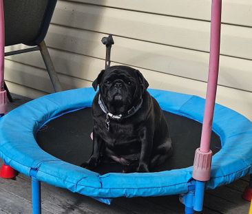 Mirrabooka - Photo 4