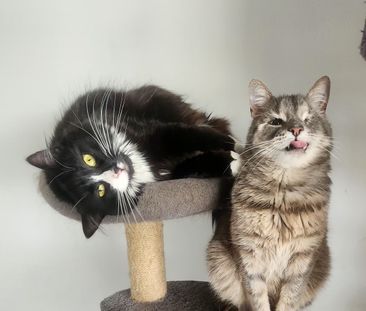 Craigieburn - Photo 2