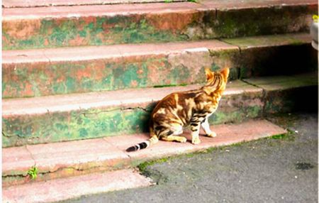 61 Darling Street, South Yarra, VIC 3141 - Photo 5