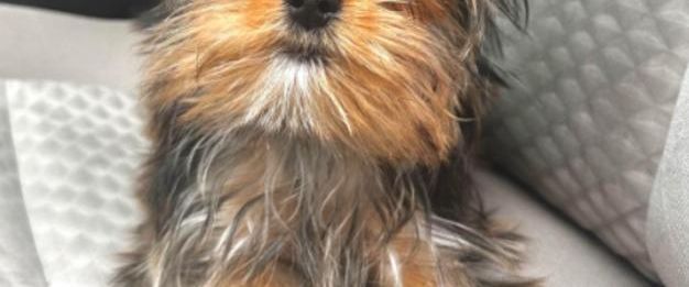 Bitte Dringend eine Wohnung gesucht Bitte - Photo 1