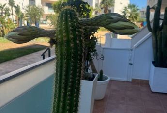 Alquiler de piso en el toyo retamar