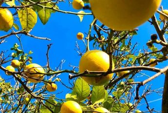 Farmhouse - Estepona (Costa Del Sol Occidental-Área)