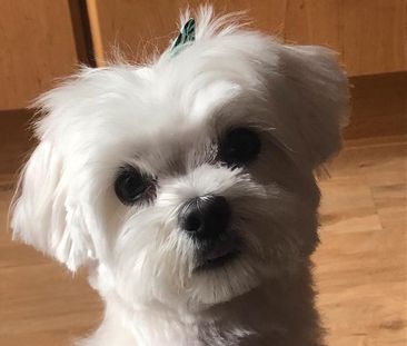 Ehepaar sucht Wohnung in Castrop---Bochum---Herne---Lüdo - Foto 1