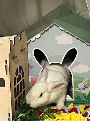 Lower Plenty - Photo 1