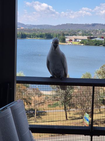 Canberra CBD - Photo 4